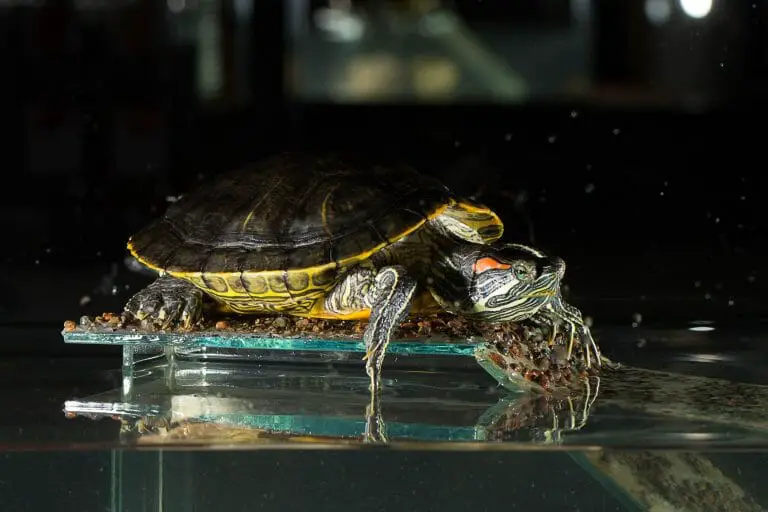 How to Care for a Red-Eared Slider: Providing the Best Domestic Life