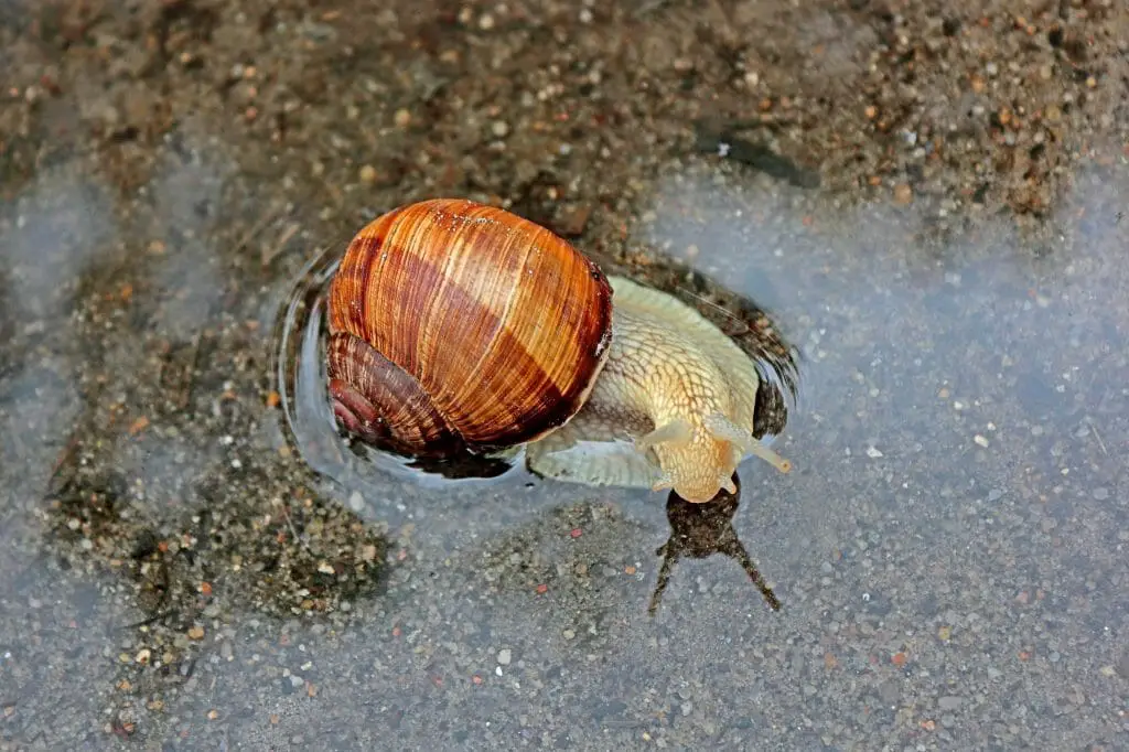 Do Freshwater Snails Eat Algae: How Snails Keep Aquariums Clean and