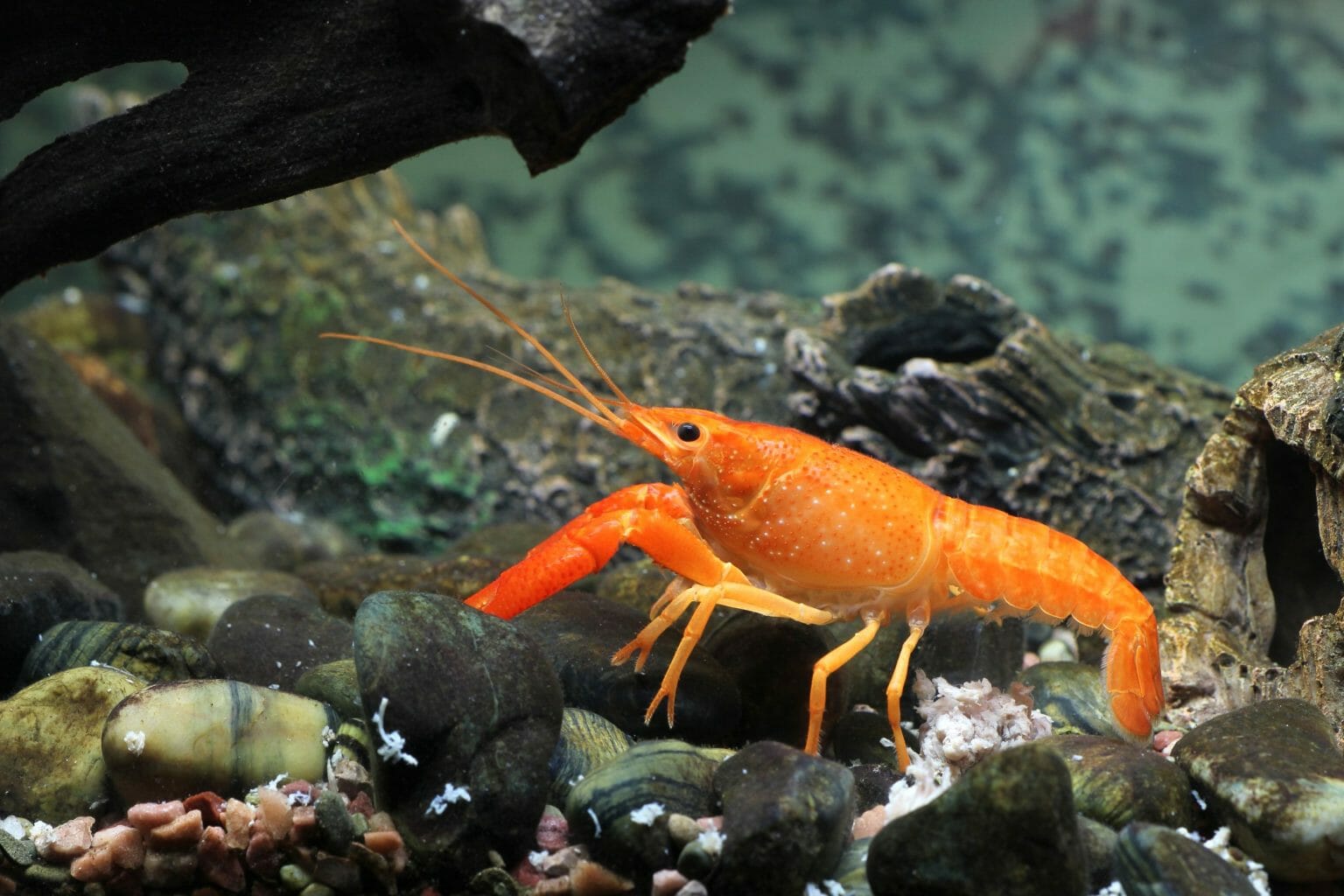 Are Crayfish Freshwater or Saltwater: Knowing the Suitable Water for ...