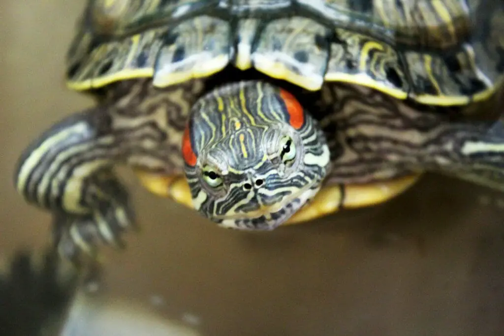 Do Red-Eared Sliders Get Lonely: A Guide to Keeping Your Slider Turtle ...