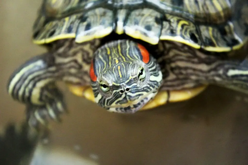 Do Red-eared Sliders Get Lonely: A Guide To Keeping Your Slider Turtle 