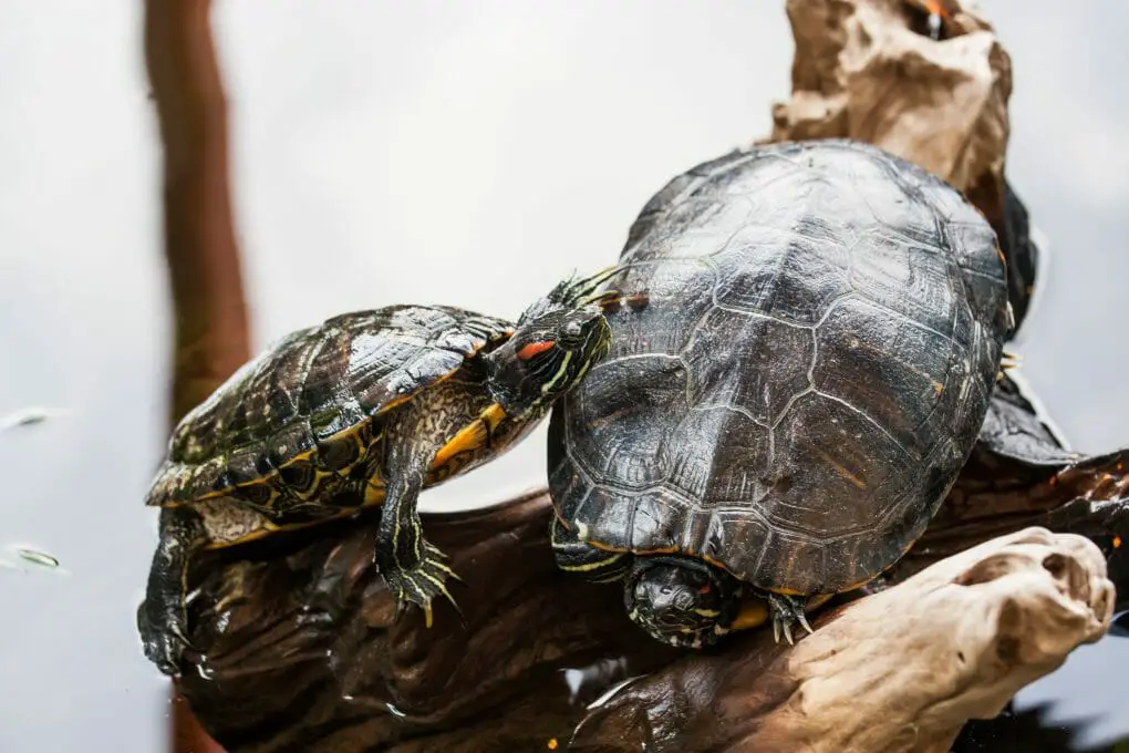 Why Do Red-Eared Slider Turtles Bite Each Other: Reasons and Prevention