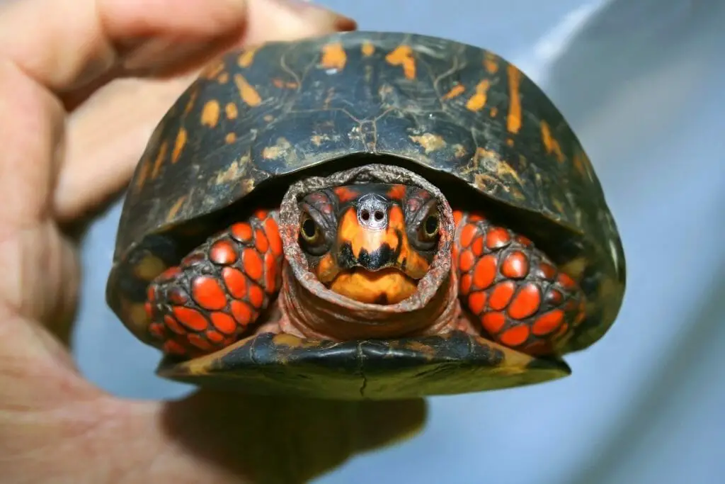 Can Red Eared Slider Turtles Hear: Hearing Abilities and Their Importance