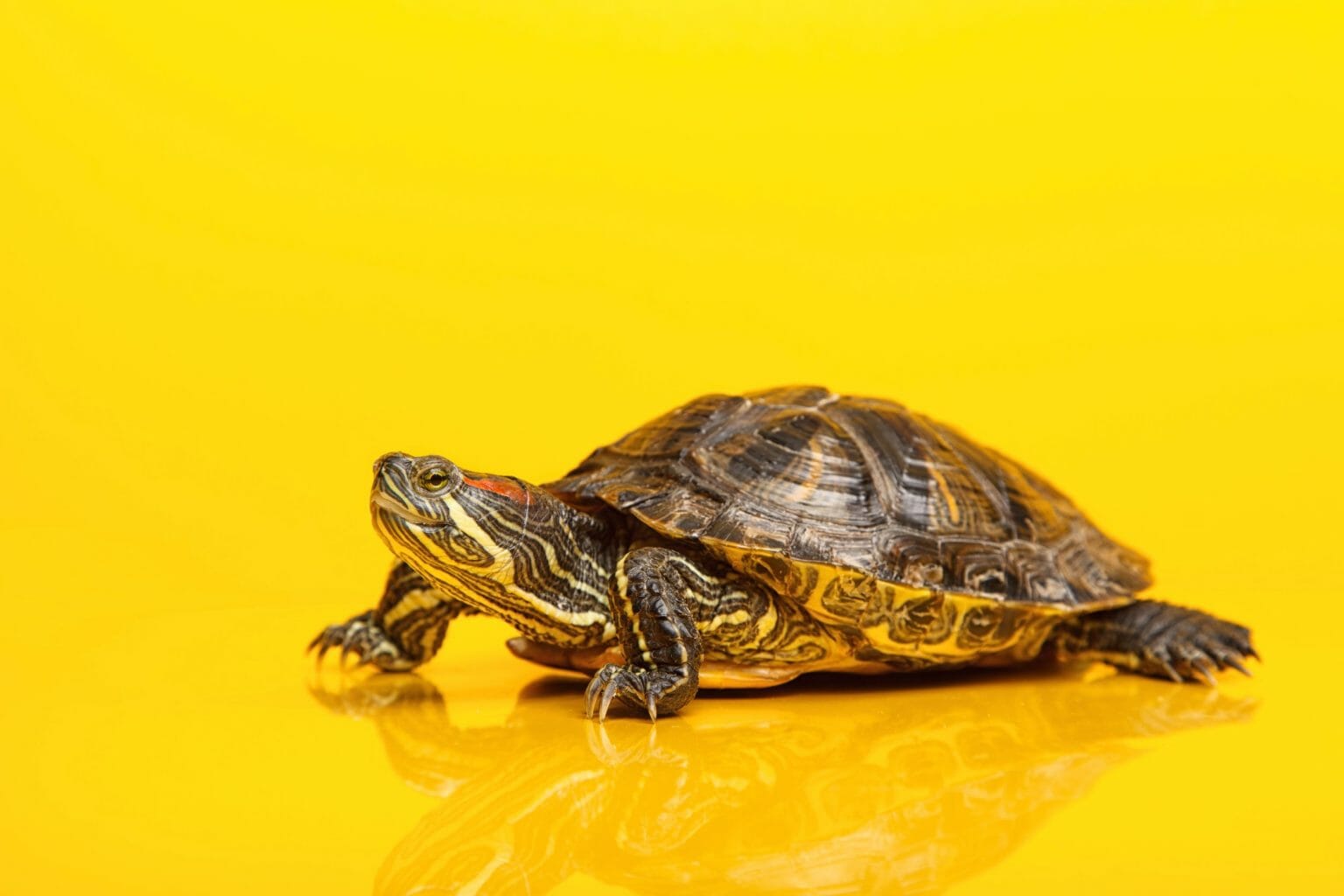 do-red-eared-slider-turtles-hibernate-turtleholic