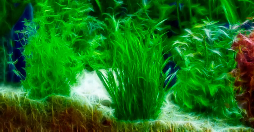 Does Java Moss Float Floating Java Moss in Your Aquarium