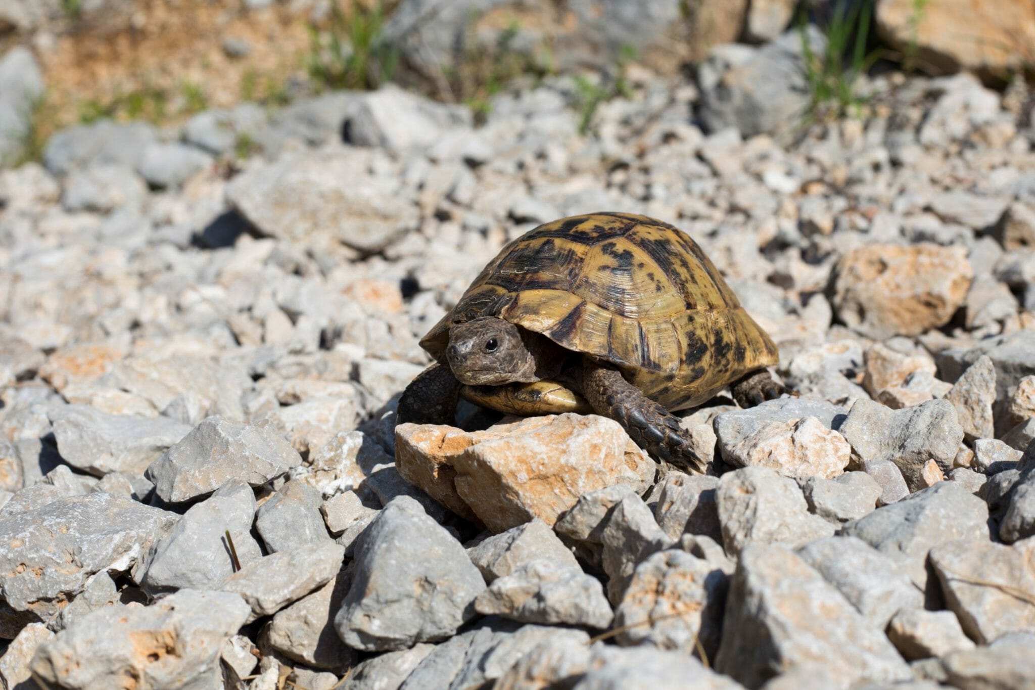 Can Red Eared Slider Turtles Hear: Hearing Abilities and Their Importance