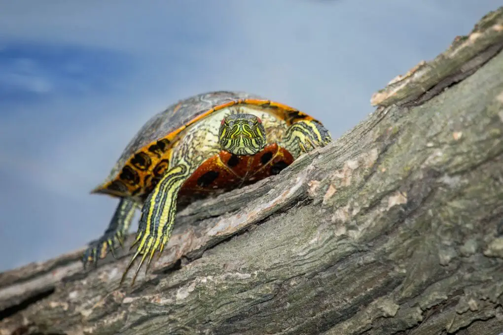 Different Types of Red-Eared Slider Turtles: General Facts and Things ...