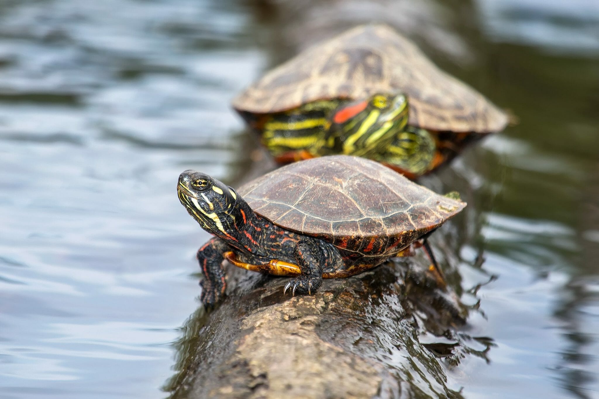 Can Red-Eared Slider Turtles Eat Fruit: Do's and Don'ts in Feeding Your Pet