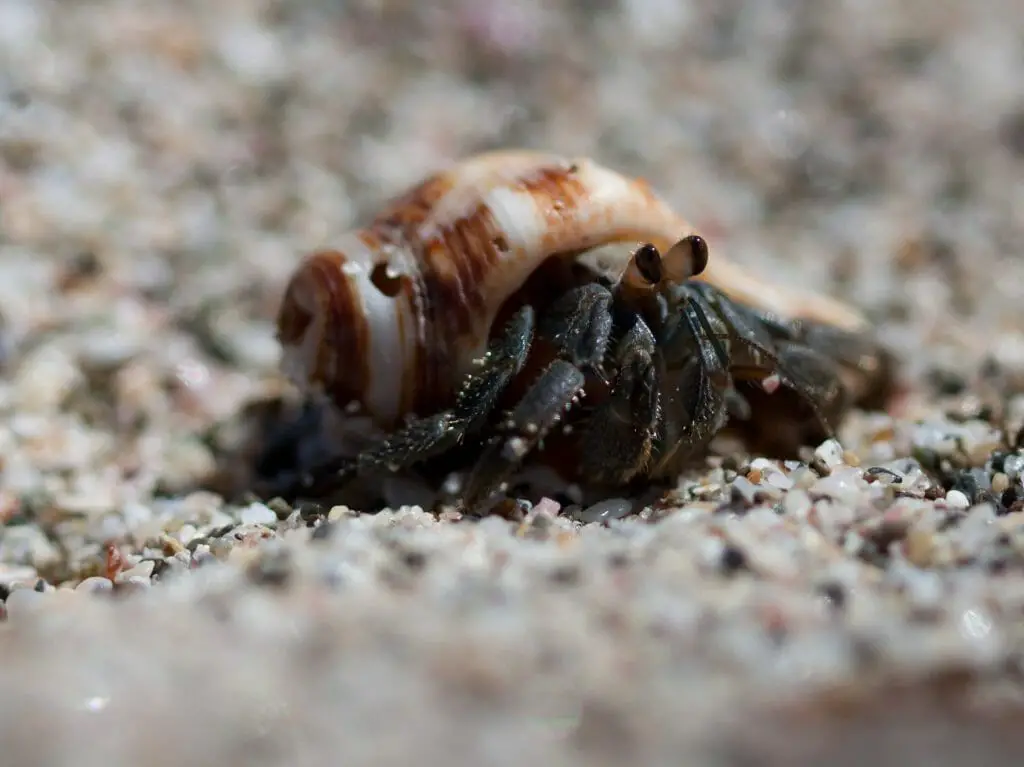 Can Hermit Crabs See in the Dark: Do They Need Light at Night? - HomeTanks