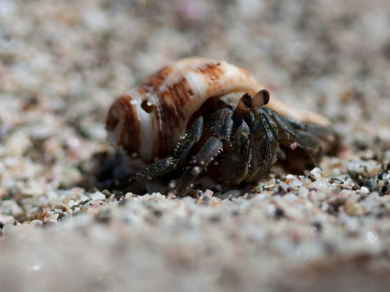 Can Hermit Crabs See in the Dark: Do They Need Light at Night? - HomeTanks