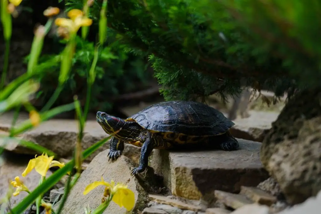 clown yellow bellied slider