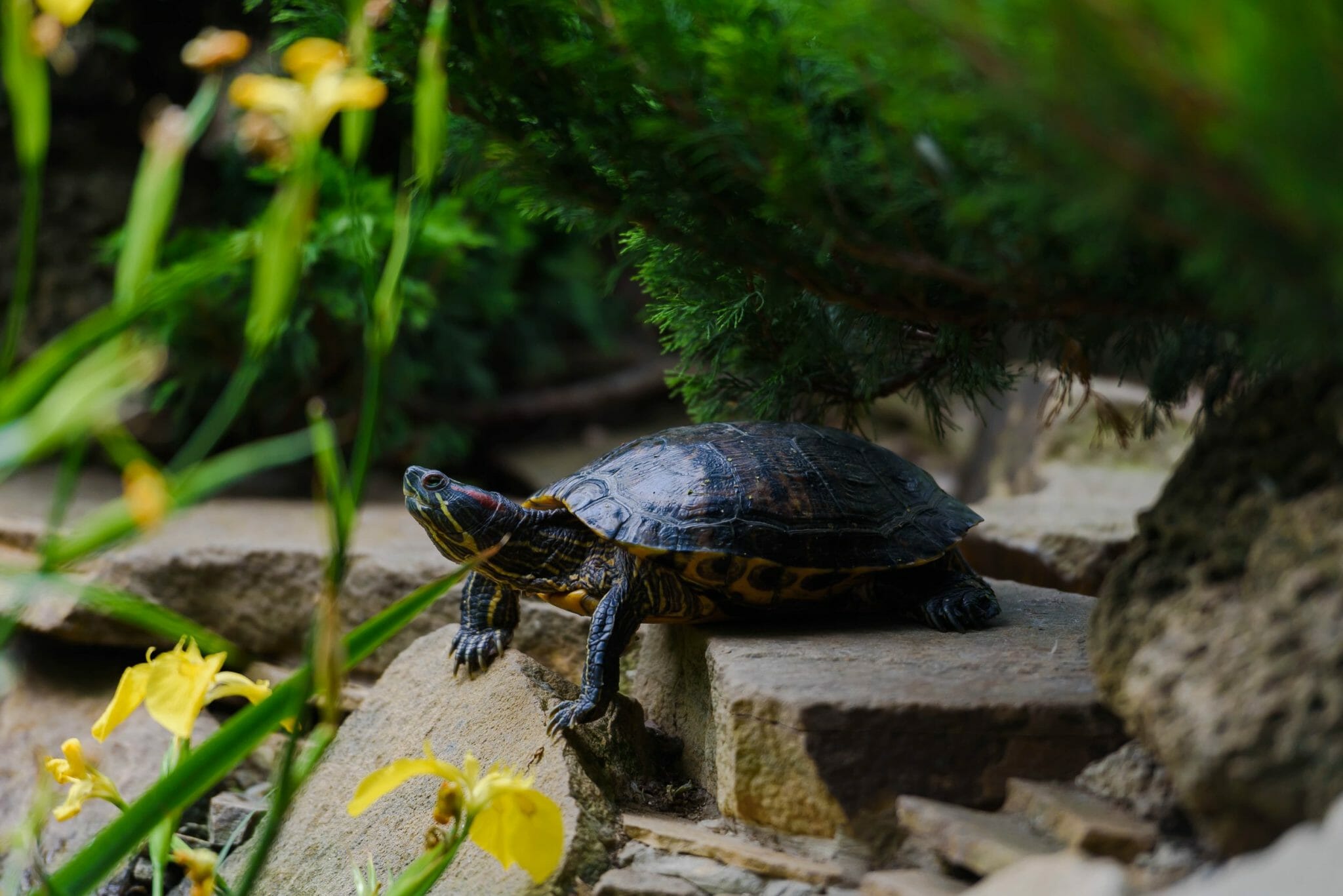 can-red-eared-slider-turtles-eat-lettuce-varieties-risks-and-tips