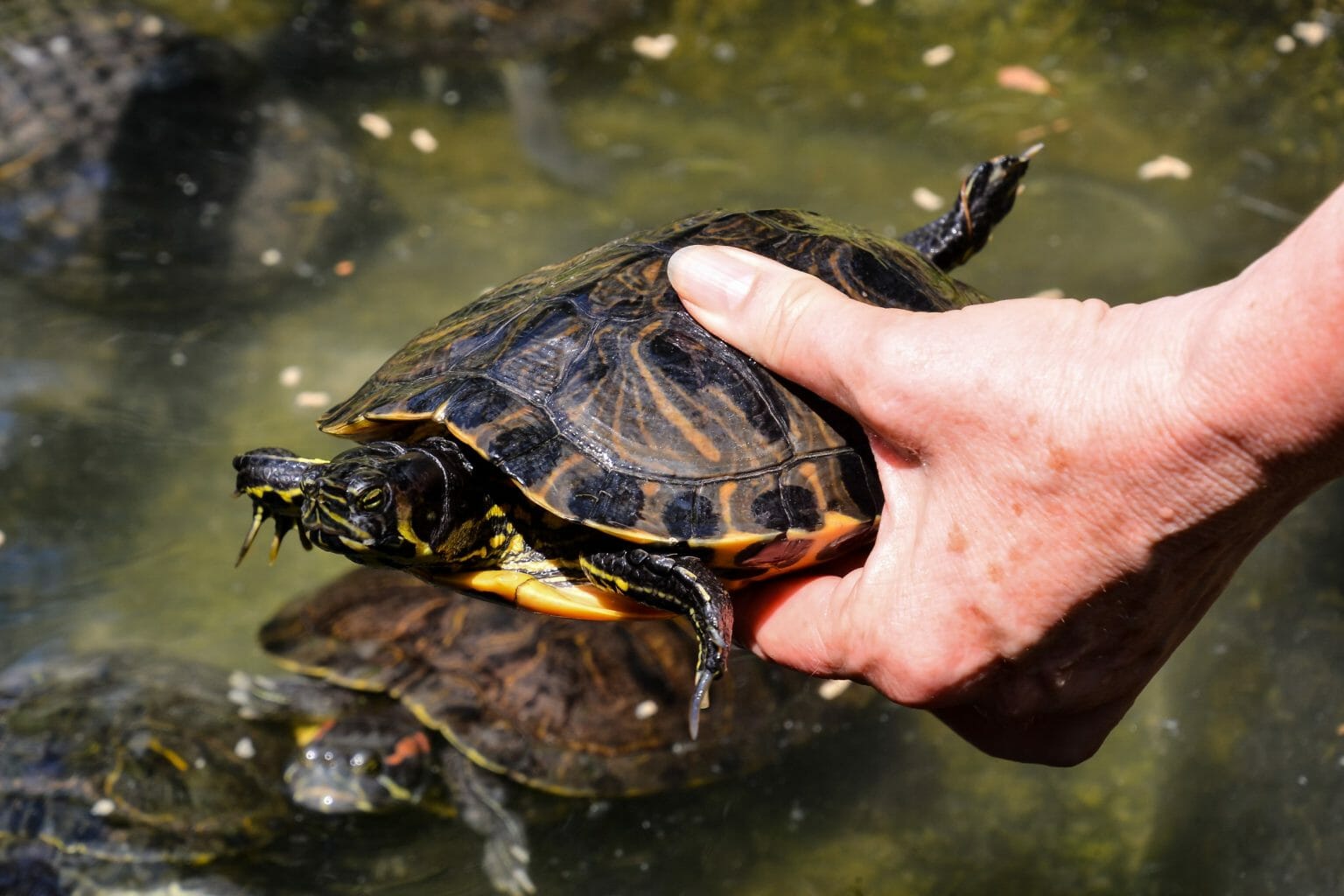 Are Red-Eared Slider Turtles Aggressive: Commons Reasons and How to ...