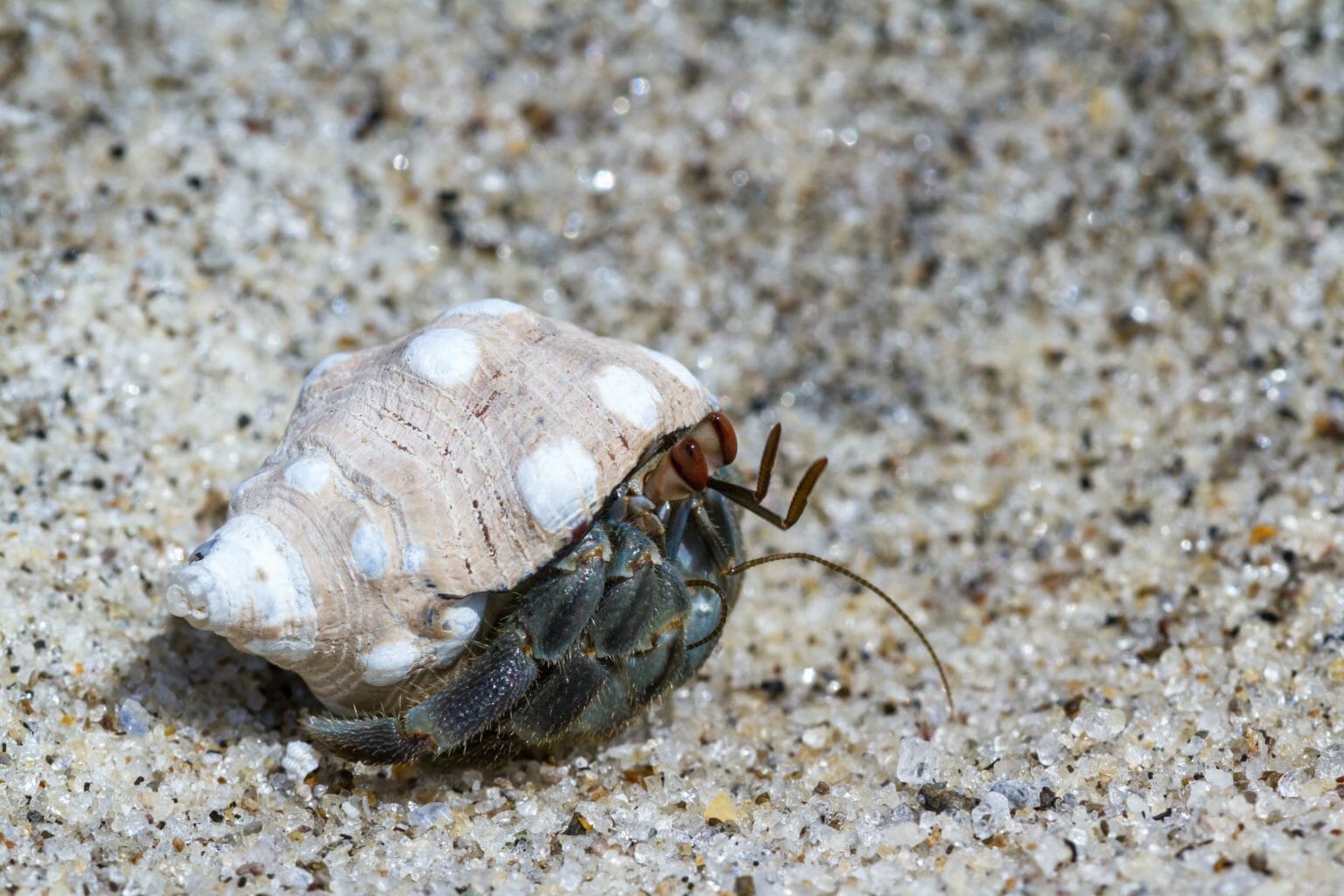 Can Hermit Crabs Have Blueberries: Benefits of Blueberries to Hermit ...