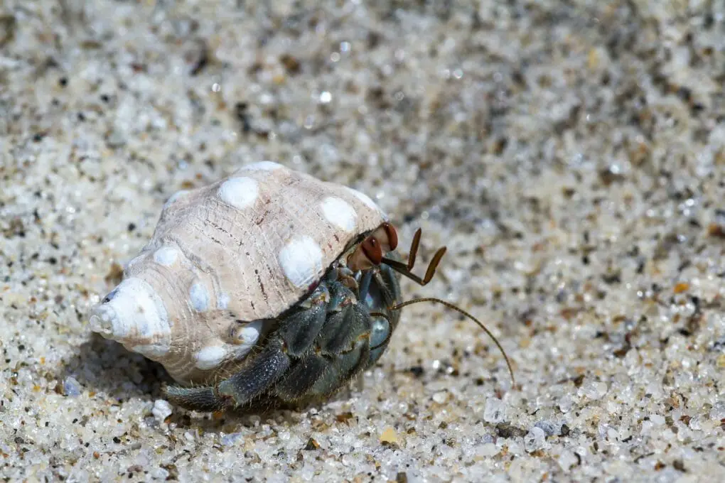 Can Hermit Crabs Have Blueberries: Benefits Of Blueberries To Hermit 