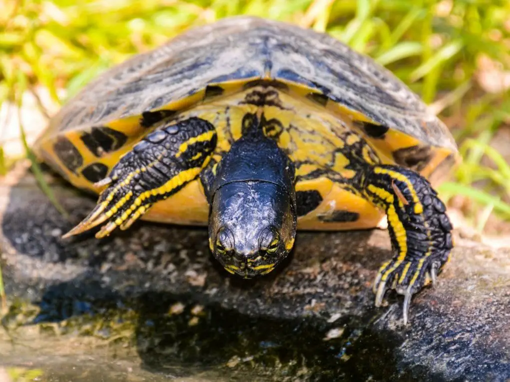 How Big Do Red-Eared Slider Turtles Get: Size Cycle, Factors, and ...