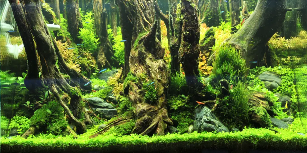 Java Moss Light Requirements: Everything You Need to Know to Grow This ...