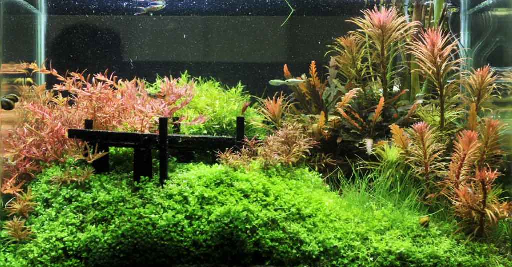 Does Java Moss Need Substrate: Tips When Growing Java Moss - HomeTanks