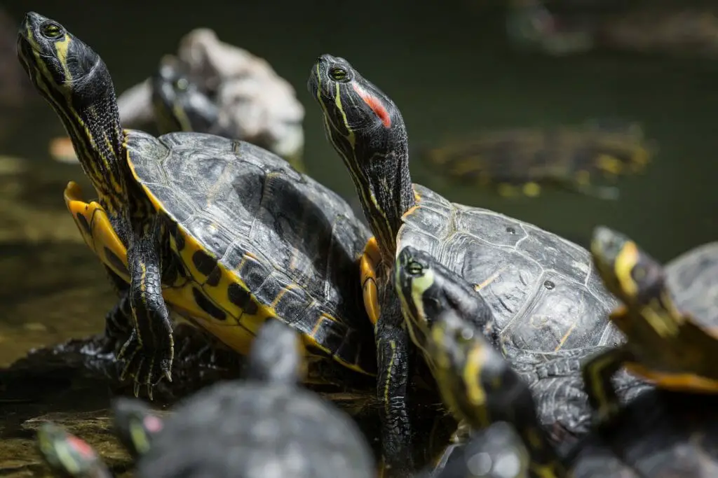 Do Red-Eared Sliders Make Noise: Understanding the Sounds That These ...