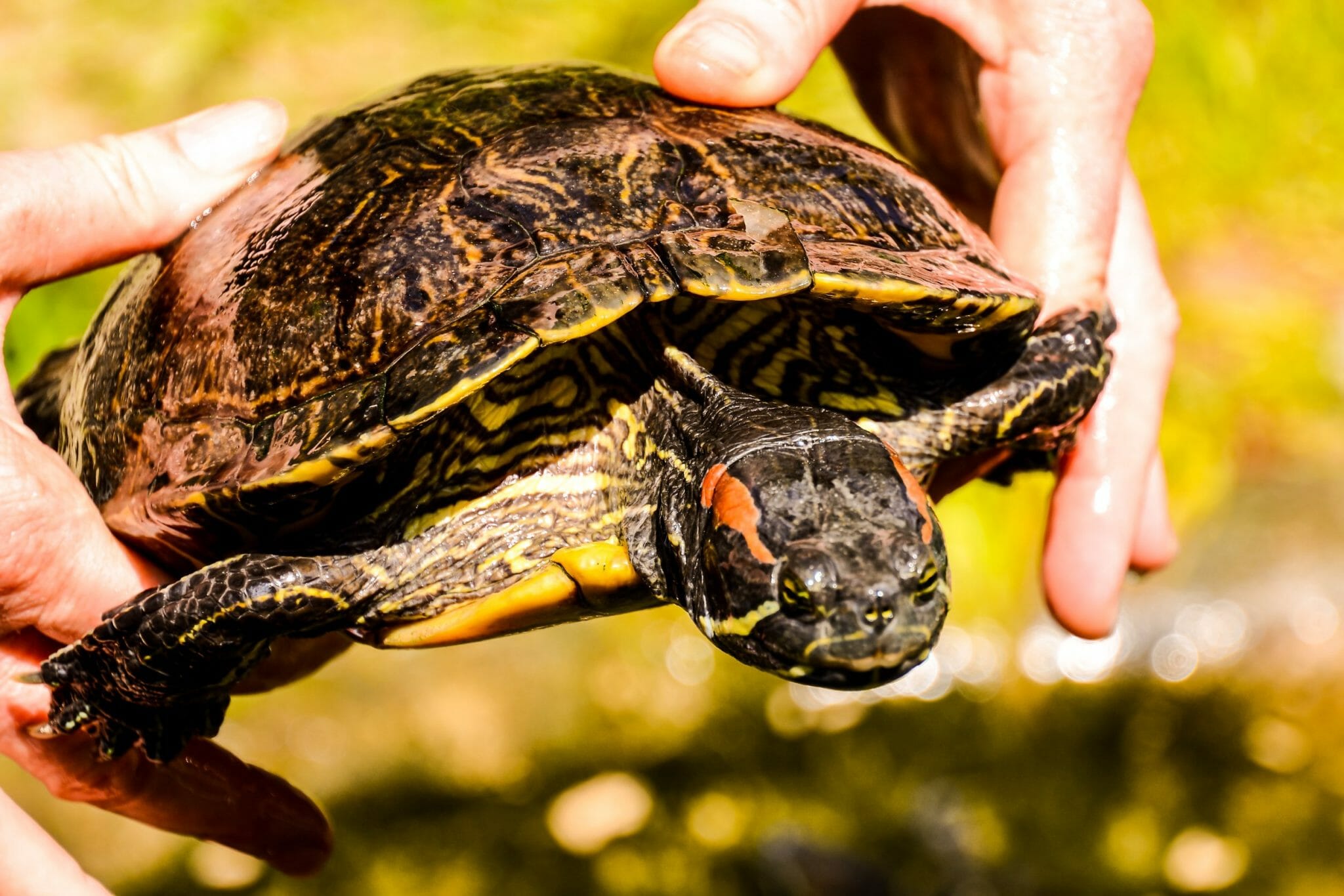 Do Red-Eared Slider Turtles Shed: Reason, Process, and Risks