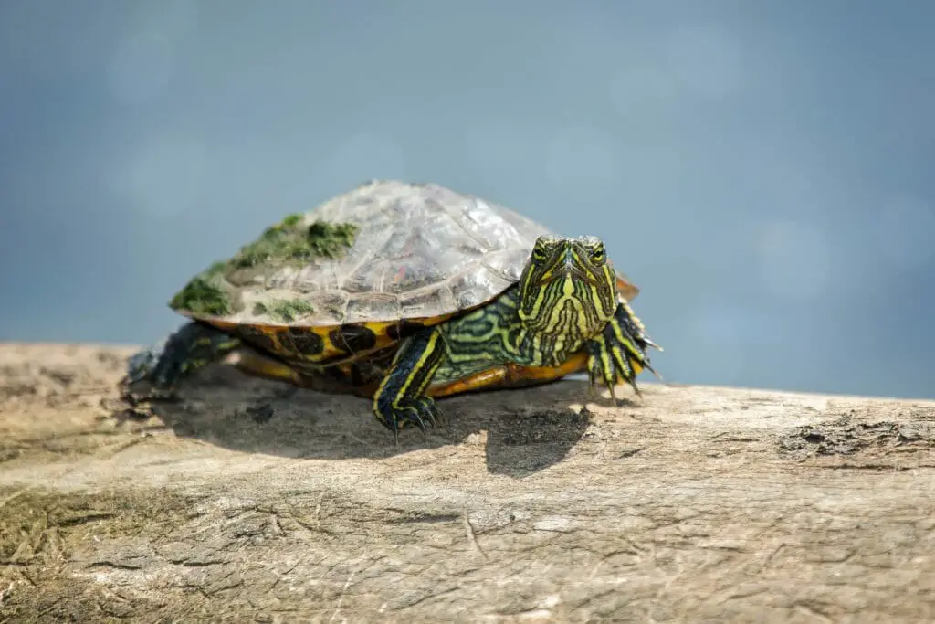 How Big Do Red-Eared Slider Turtles Get: Size Cycle, Factors, and ...