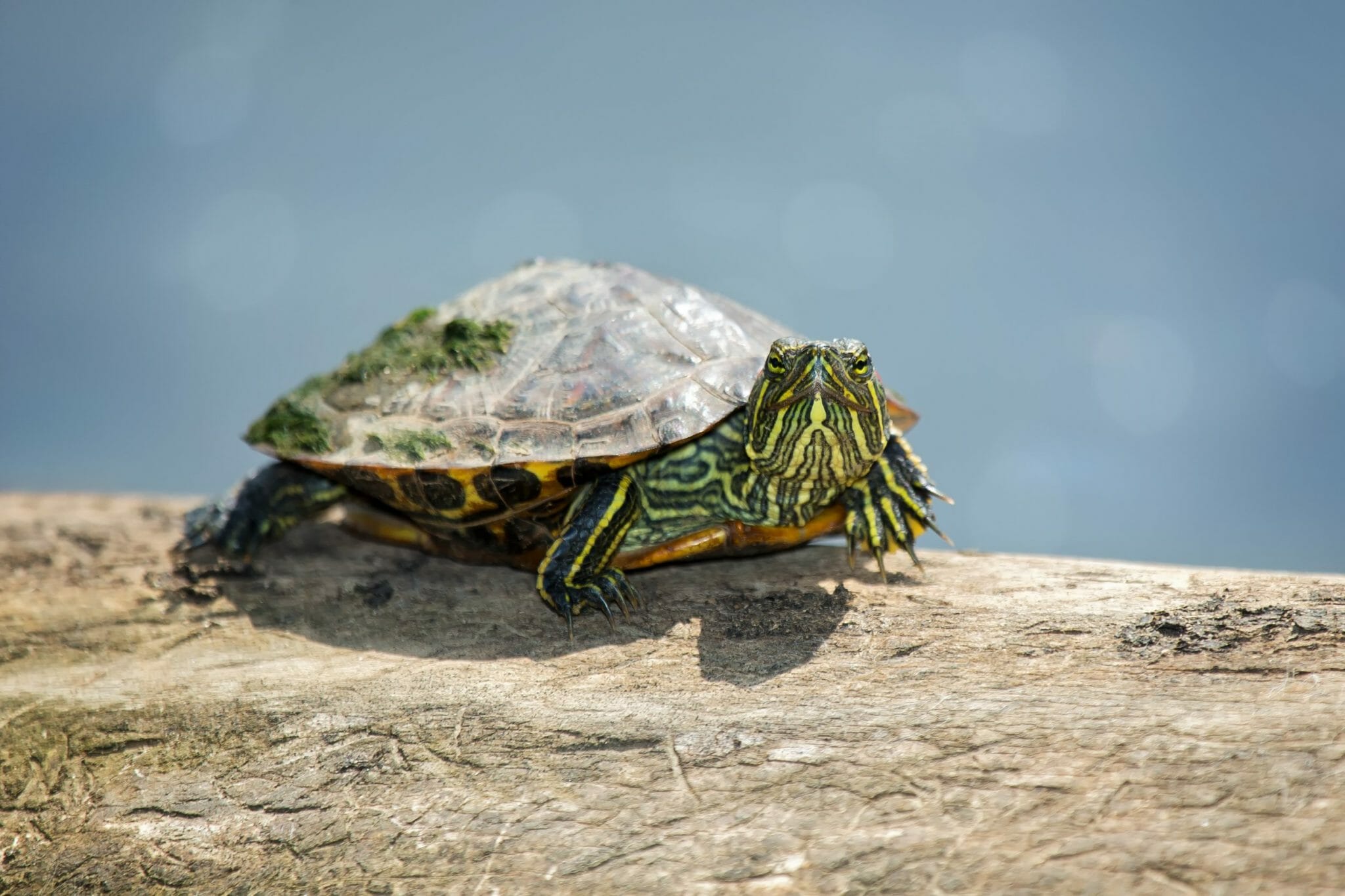 How Big Do Red-Eared Slider Turtles Get: Size Cycle, Factors, and ...