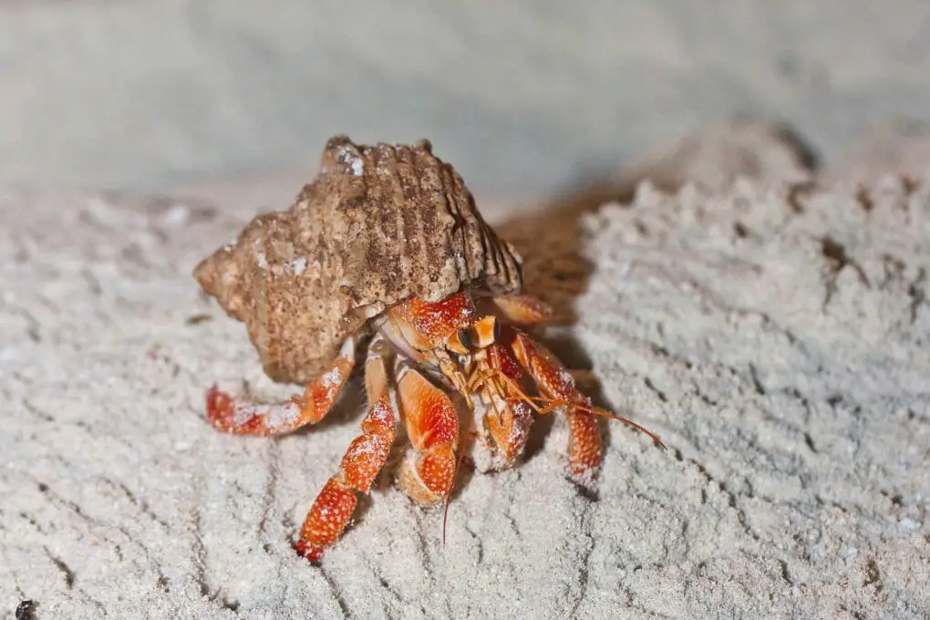 Do Hermit Crabs Need Heat: Facts and Tips in Maintaining Their Temperature