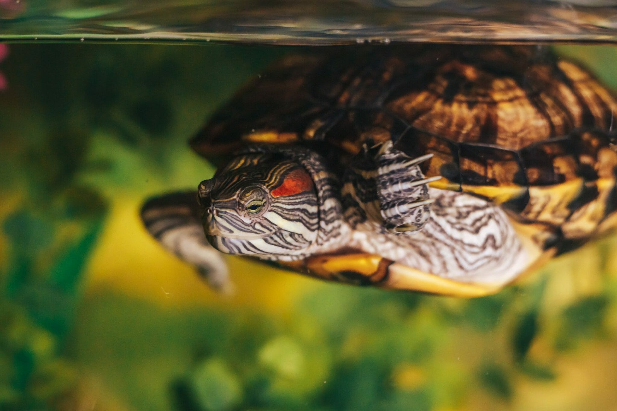 facts-about-red-eared-slider-turtles-trivias-on-these-amazing