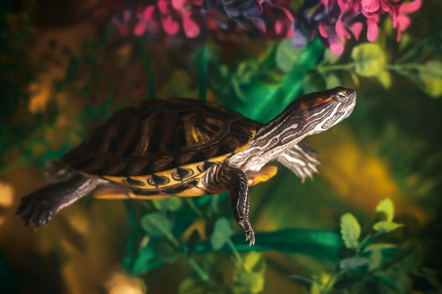 Facts About Red-eared Slider Turtles: Trivias On These Amazing Creatures