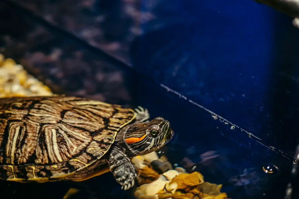 Can Red-Eared Sliders Survive in Cold Water: Knowing the Right Water ...