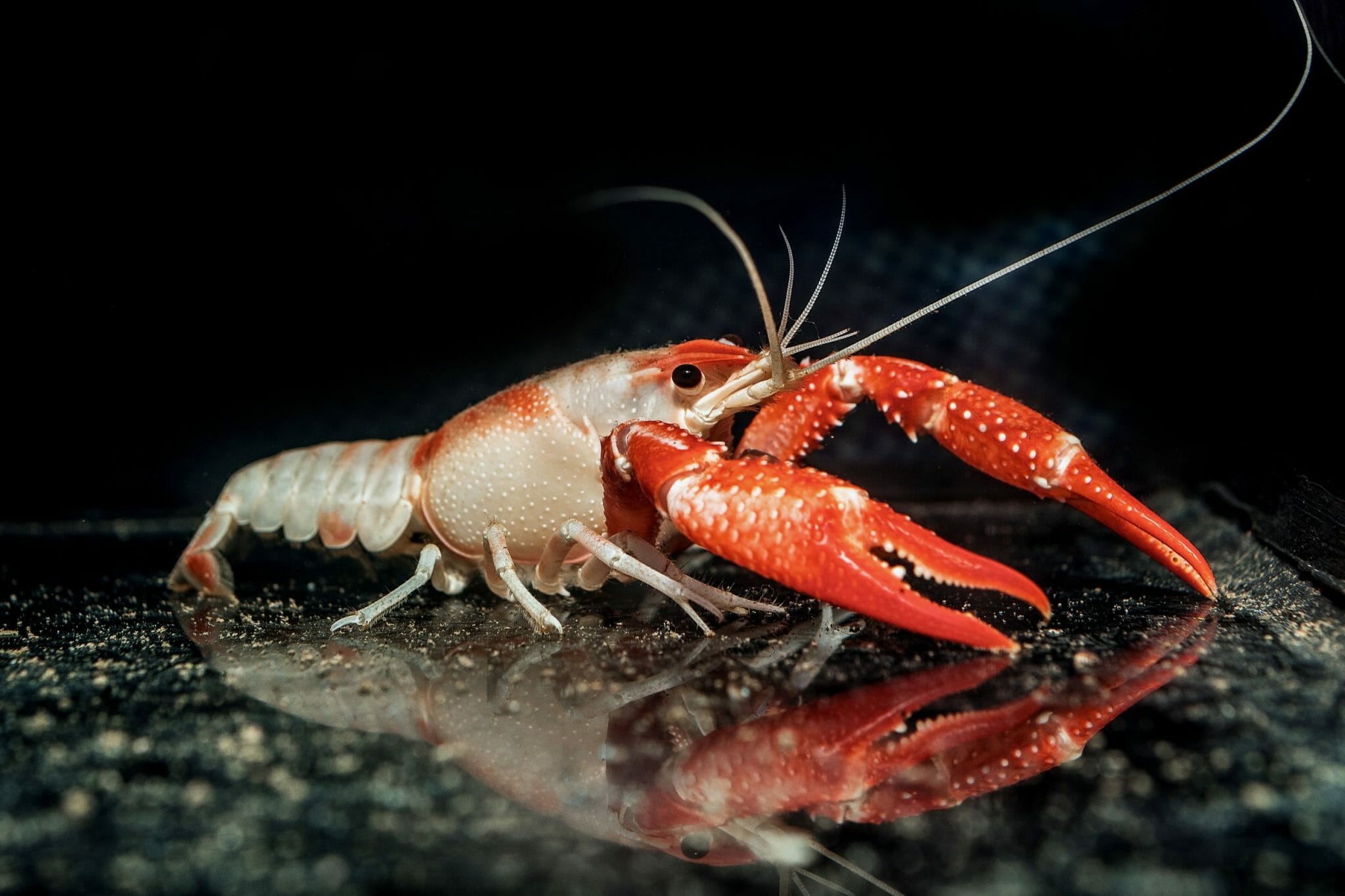 What To Feed Freshwater Crayfish