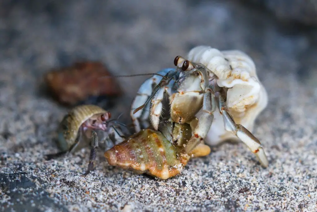 do-hermit-crabs-have-gills-knowing-how-hermit-crabs-breathe-hometanks