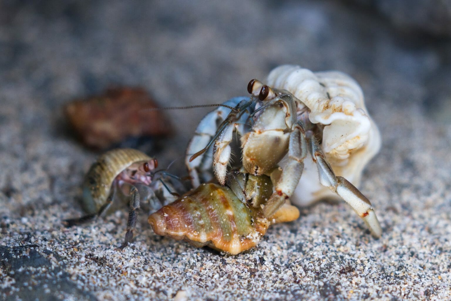 Do Hermit Crabs Have Gills Knowing How Hermit Crabs Breathe HomeTanks