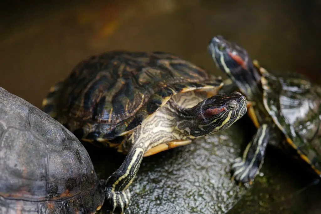 Can Red-Eared Slider Turtles Live With Fish: Best Tank Mates for Your ...