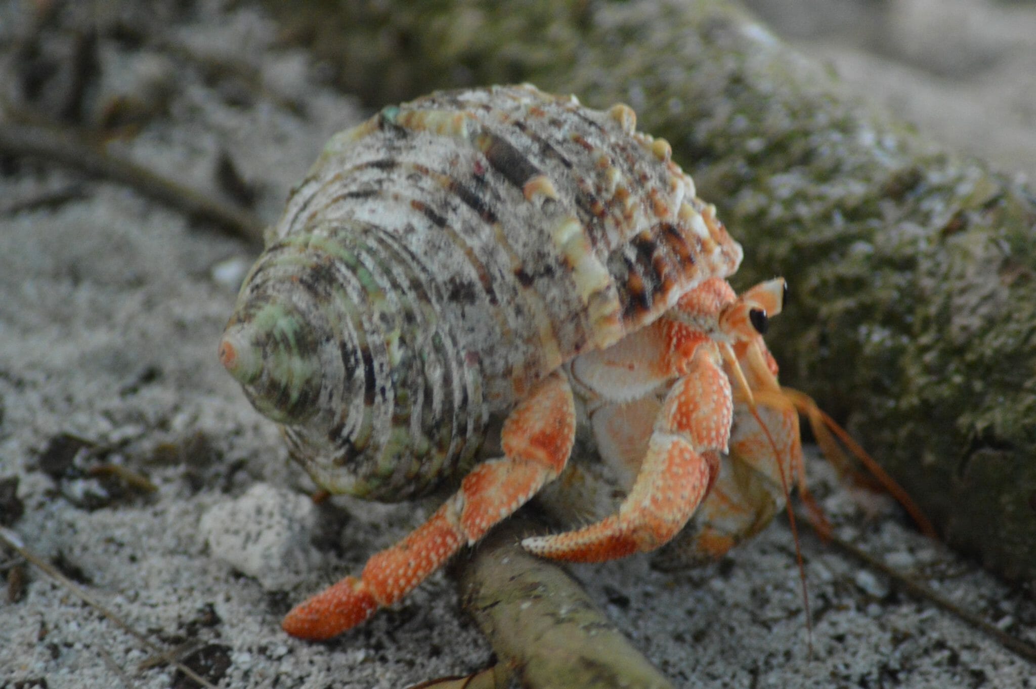 Are Hermit Crabs Born With Shells: Interesting Ways They Get Shells ...