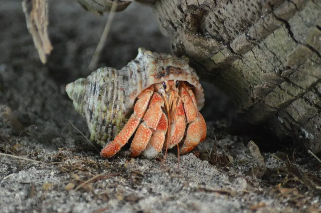 Do Hermit Crabs Need Friends: What You Need to Know - HomeTanks