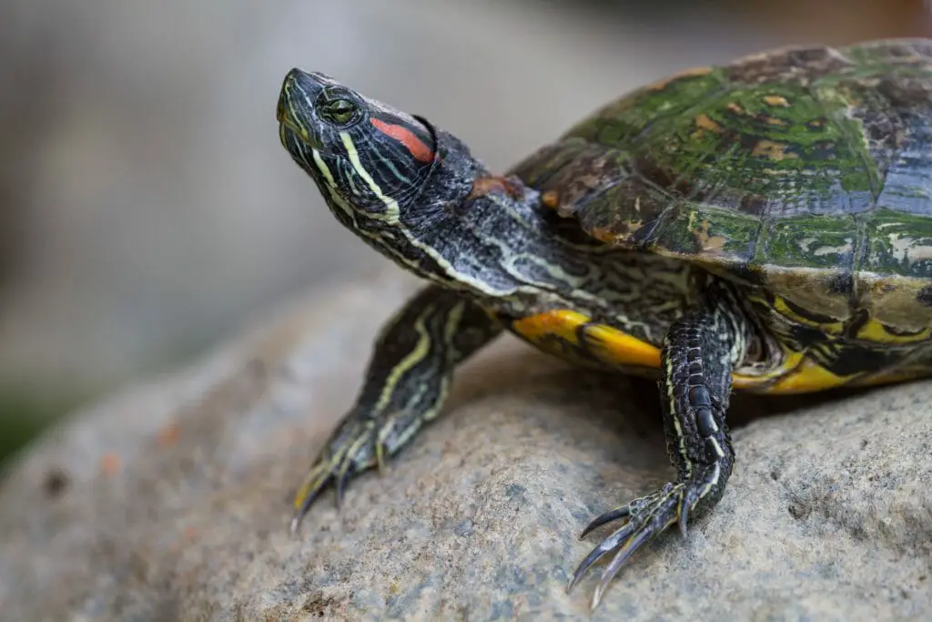 Can Red-Eared Slider Turtles Eat Apples: Benefits and Guidelines in ...