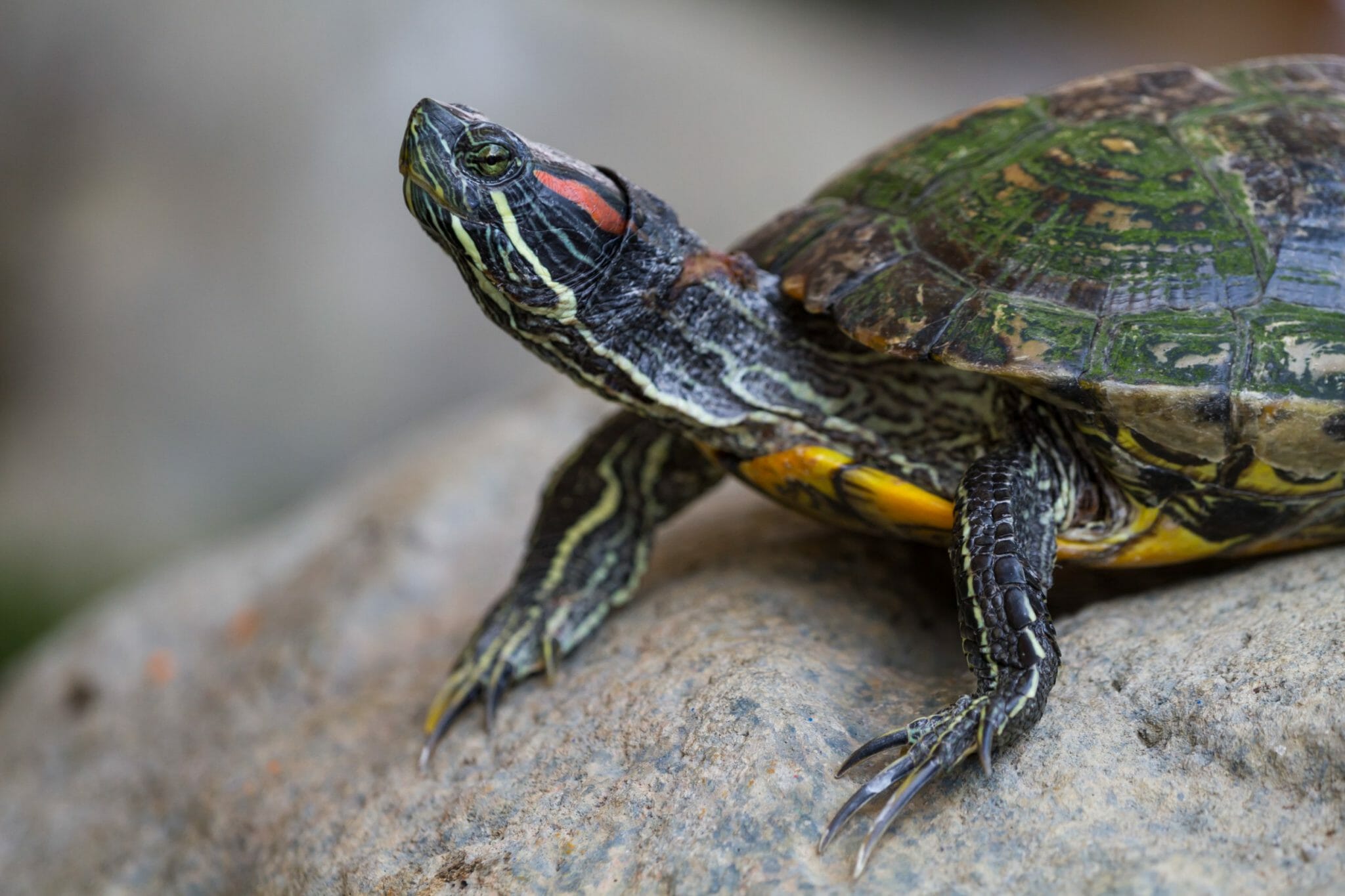 Can Red-Eared Slider Turtles Eat Apples: Benefits and Guidelines in ...