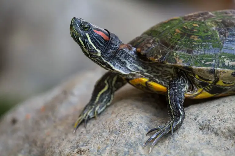 Can RedEared Slider Turtles Eat Apples Benefits and Guidelines in