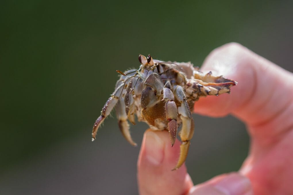 How to Hold a Hermit Crab: Handling Them With Care - HomeTanks