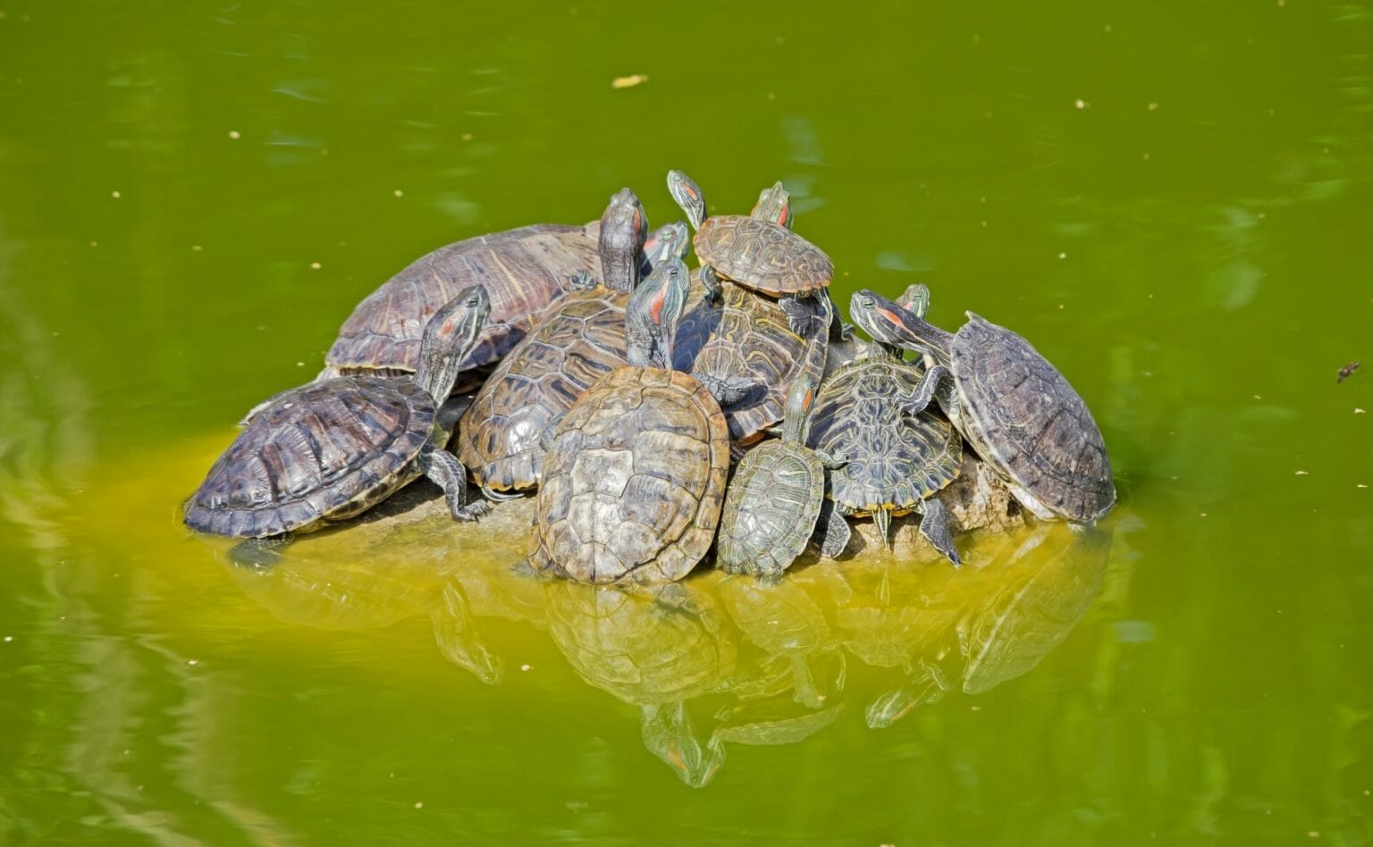 How Do Red-Eared Slider Turtles Mate: Signs, Ways, and Prevention