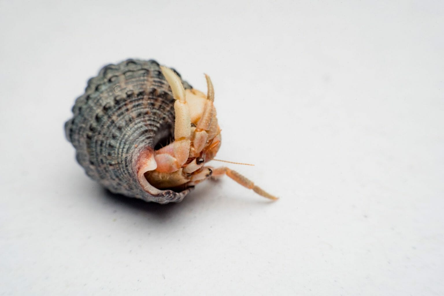 Do Hermit Crabs Eat Each Other Causes, Prevention, and Important Facts