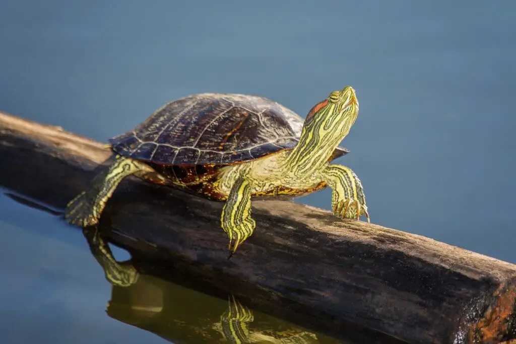 do-red-eared-slider-turtles-sleep-underwater-facts-and-tips-in-proper