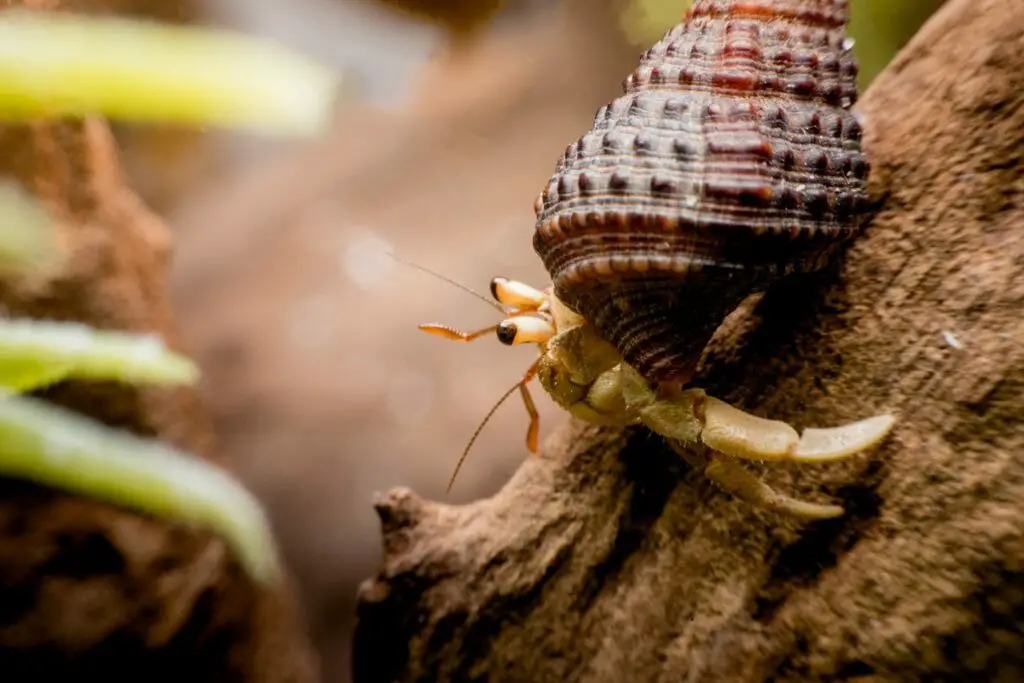 Are Hermit Crabs Omnivores: Feeding Tips and Tricks