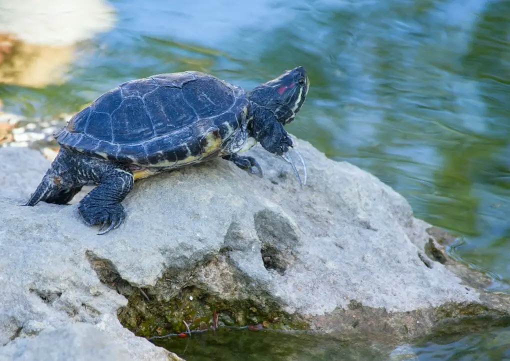 Can Red-Eared Sliders Survive in Cold Water: Knowing the Right Water ...