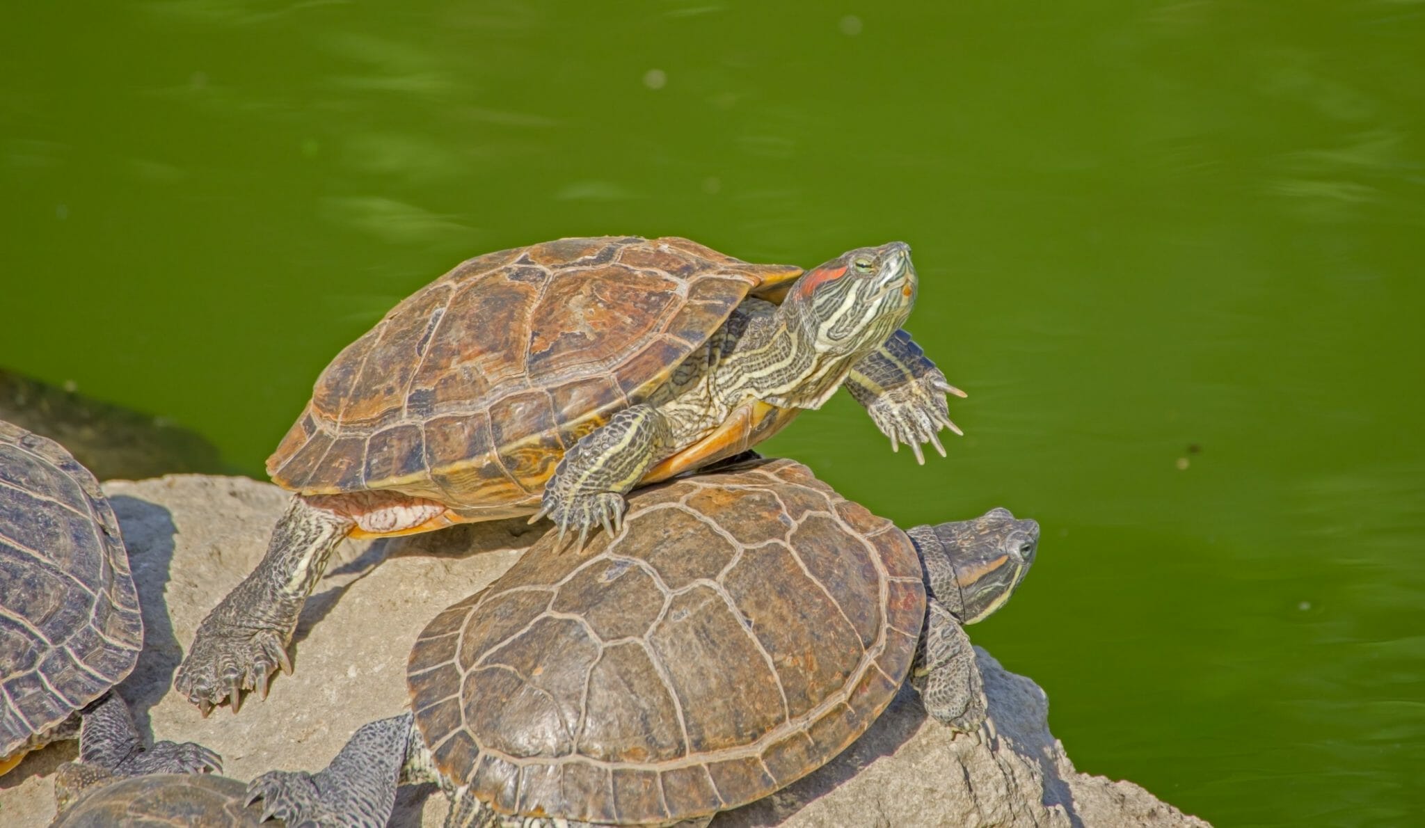 Red Eared Slider Turtle Male Vs Female How To Tell The Differences