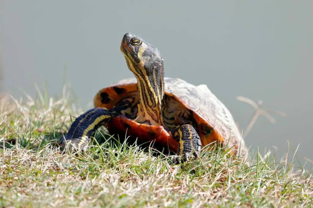 Are Red-Eared Slider Turtles Aggressive: Commons Reasons and How to ...