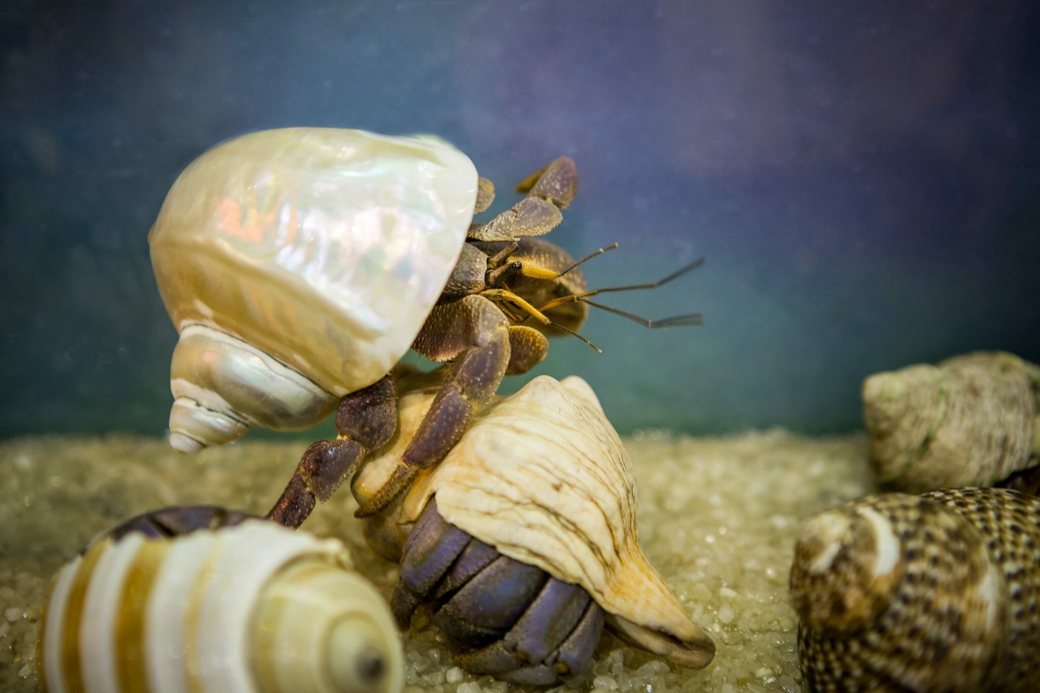 Are Hermit Crabs Omnivores: Feeding Tips and Tricks