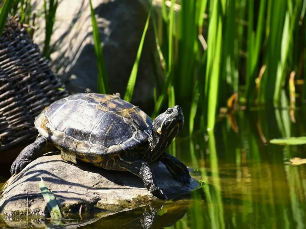 Can Red-Eared Sliders Eat Watermelon: What You Should Know in Feeding ...