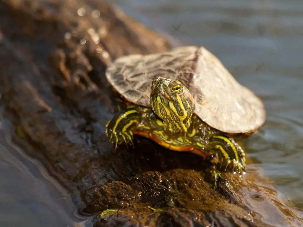 Can Red-Eared Sliders Eat Watermelon: What You Should Know in Feeding ...